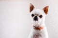 Evil Chihuahua looks into the camera with a displeased expression of the muzzle. Royalty Free Stock Photo