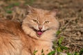 An evil and cunning red fluffy Siberian cat lies on the ground in the street in the heat and hisses grinning with a nasty sly
