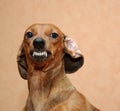 Evil dog Royalty Free Stock Photo