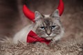 Evil elegant cat wearing devil horns Royalty Free Stock Photo