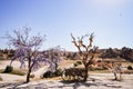 Evil Eye amulets and clay jugs decorating the trees in Goreme National  Park in Cappadocia, Turkey Royalty Free Stock Photo