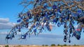 Evil eye charms, traditional turkish blue glass beads hanging on bare tree in ,Cappadocia, Turkey.