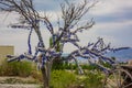 Evil eye talismans hang on a tree over volcanic rock landscape, Cappadocia, Turkey Royalty Free Stock Photo