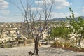 Evil eye in tree behind Love valley in Goreme national park. Cappadocia