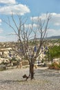 Evil eye in tree behind Love valley in Goreme national park. Cappadocia Royalty Free Stock Photo