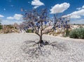 Evil Eye Tree Cappadocia Turkey Royalty Free Stock Photo