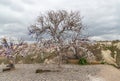 Evil Eye Tree Royalty Free Stock Photo