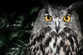 The evil eyes. Eagle Owl, Bubo bubo Royalty Free Stock Photo