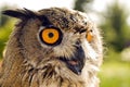 Evil eyes owl bubo bubo Royalty Free Stock Photo