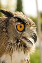 Evil eyes owl bubo bubo