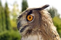 Evil eyes owl bubo bubo Royalty Free Stock Photo