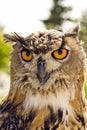 Evil eyes owl bubo bubo Royalty Free Stock Photo