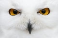 Evil Eyes Of The Snow - Snowy Owl Bubo Scandiacus Close-up Por
