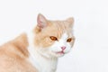 Peach Scottish Straight cat with pink nose and red eyes outdoors, portrait, close-up with copy space Royalty Free Stock Photo