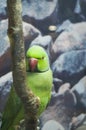 Evil Green parrot sitting on tree trunk