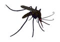 Evil hungry mosquito with red eyes. Vector illustration Royalty Free Stock Photo