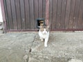 Evil looking black and white tabby cat approaching after passing cat flap