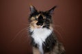 angry looking calico white maine coon cat portrait