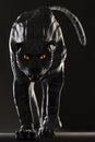 Evil looking cyborg black panther with red glowing eyes Royalty Free Stock Photo