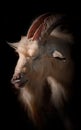 Evil looking goat Royalty Free Stock Photo