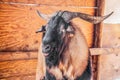 Evil looking male ram goat with large horns looking at camera sideways with mouth open - close-up headshot with rustic shed