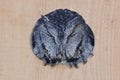 Evil Looking Western Screech-Owl Peering Out From a Nesting Box Royalty Free Stock Photo