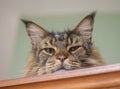 Evil, mean, condescending, judgmental, serious, annoyed look of a mainecoon cat - Felis catus - looking and staring down from