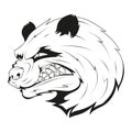 Evil panda. Vector illustration of a sketch angry panda bear