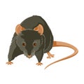 Evil rat Royalty Free Stock Photo