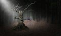 Evil Tree Halloween Monster, Background, Surreal Royalty Free Stock Photo