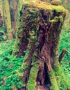 Evil tree stump in the deep forest Royalty Free Stock Photo