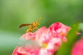 The evil wasp sitting on a pink flower Royalty Free Stock Photo