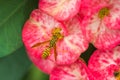 The evil wasp sitting on a pink flower Royalty Free Stock Photo