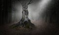 Evil Woods, Forest, Tree, Background, Danger