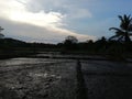 Evining with dark clouds and paddy field Royalty Free Stock Photo