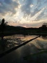 Evining sunlight with clouds and paddy field Royalty Free Stock Photo