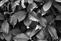 Black and white texture of leaves of a hedge Royalty Free Stock Photo