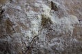 Close-up of homemade wholemeal bread before baking Royalty Free Stock Photo