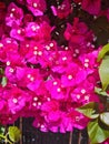 closeup of Bouganville o Bougainvillea glabra