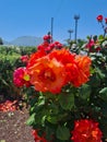 Close-up of hybrid Tea rose Royalty Free Stock Photo