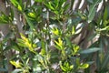 Close up of leaves and branches Royalty Free Stock Photo