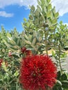 close up of New Zealand Christmas Tree (Metrosideros excelsa) Royalty Free Stock Photo