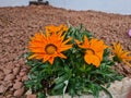 orange flower known as Creeping Gazania or Gazania (Gazania rigens) Royalty Free Stock Photo