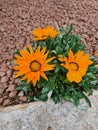 fiore arancione conosciuto come Gazania strisciante o Gazania (Gazania rigens) Royalty Free Stock Photo