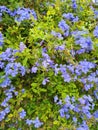 close-up of Piombaggine or Blue Jasmine or Blue Geranium (Plumbago auriculata) Royalty Free Stock Photo