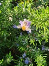 close-up of Piombaggine or Blue Jasmine or Blue Geranium (Plumbago auriculata) Royalty Free Stock Photo