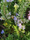 close-up of Piombaggine or Blue Jasmine or Blue Geranium (Plumbago auriculata) Royalty Free Stock Photo