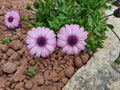 purple flower known as Cape daisy (Osteospermum ecklonis) Royalty Free Stock Photo