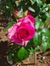 Closeup of Rosa Rosa cinese o Rosa chinensis