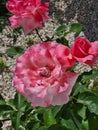 closeup of Rosa Rosa cinese o Rosa chinensis